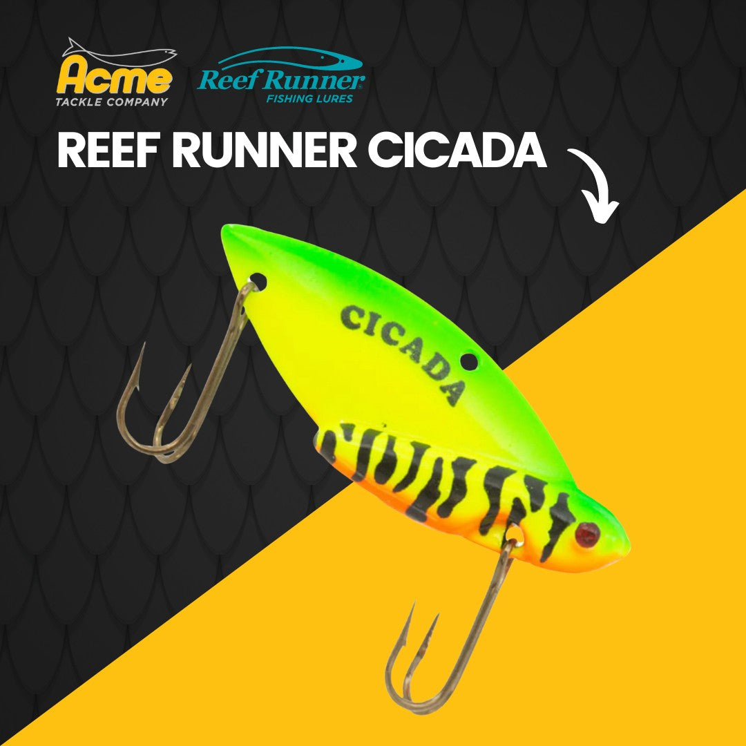 Unleash the Bite: Exploring the Power of the Reef Runner Cicada