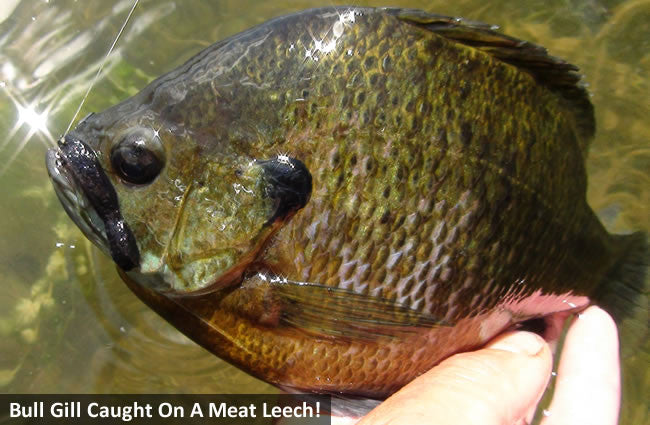 Fish the Pre-spawn Season for Big Bluegills — Panfish On The Fly